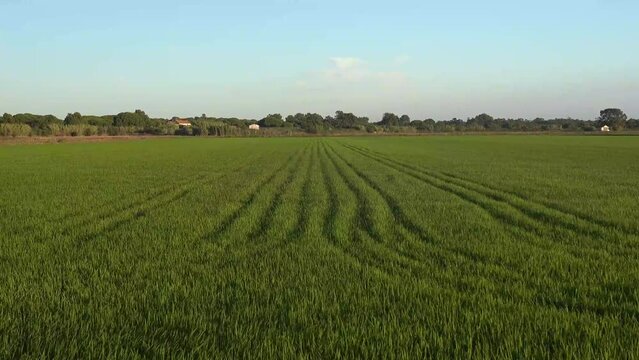 Fields of rice plantation