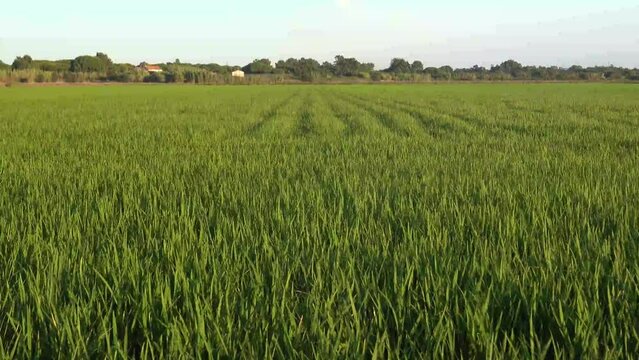 Fields of rice plantation