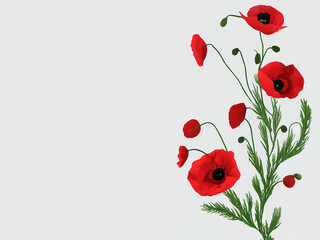 Obraz premium Veterans DayPoppy flower on transparent background 