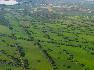 Aerial view of Bien Ho Che or Bien Ho tea fields, Gia Lai province, Vietnam. Workers of the tea...