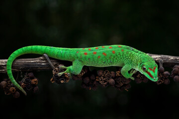 Madagascar Giant Day Gecko (Phelsuma grandis) on tree branch.