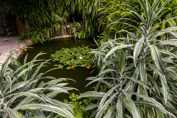 Fototapeta premium Pink and white water lily
