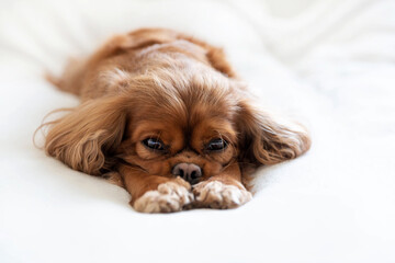 Cavalier spaniel napping on the white blanket - 541661666
