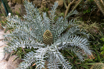 Encephalartos arenarius cycad