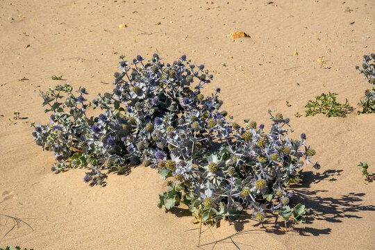 Eryngium maritimum plant
