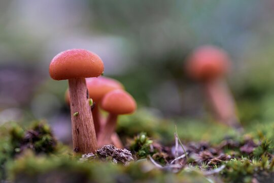 Close up of group mushrooms Laccaria Laccata