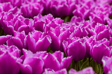 pink tulips in the garden