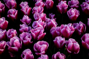 Fototapeta premium pink tulips in the garden