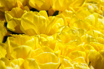yellow tulips closeup