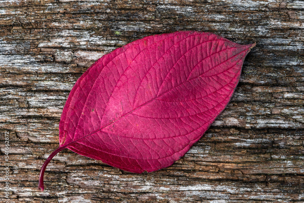 Wall mural common dogwood autumn leaves colour during the november fall showing a red leaf on a wood background
