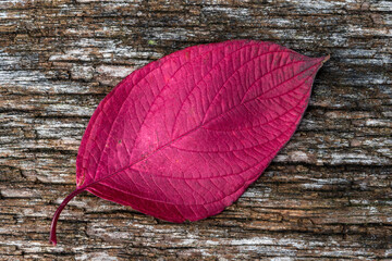 Common dogwood autumn leaves colour during the November fall showing a red leaf on a wood...