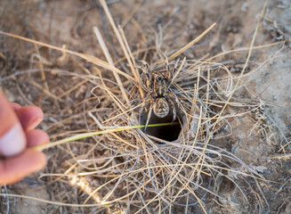 Trantula spider getting out of the nest