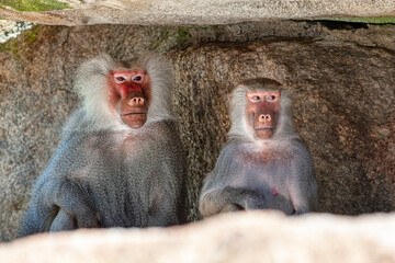Pair of monkey standing together . Baboon male and female 