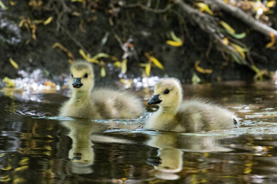 Close-up of two Goslings Swimming in a lake, British Columbia, Canada