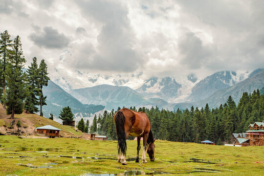 Hours Graze in Pasture Fairy Meadows Nanga Parbat Mountains View Point
