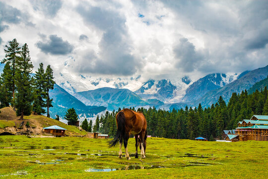 Hours Graze in Pasture Fairy Meadows Nanga Parbat Mountains View Point

