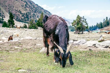 Papier Peint photo Nanga Parbat Goats graze in Pasture Fairy Meadows Nanga Parbat Landscape in the middle of Mountains