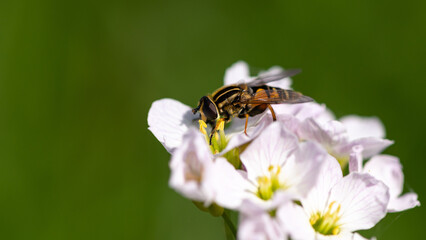Helophilus pendulus - Hoverfly - Helophile à bandes grises - Hélophile suspendu
