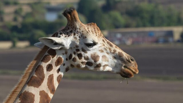 A Giraffe eating turns its head towards the camera