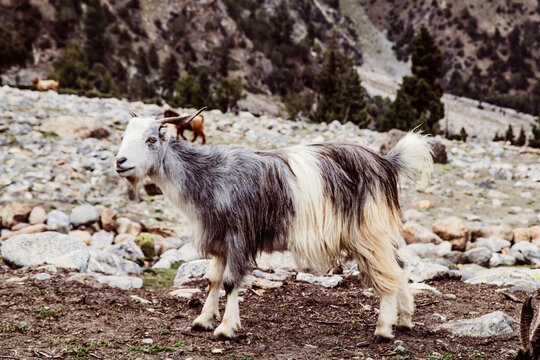 Goats graze in Pasture Fairy Meadows Nanga Parbat Landscape in the middle of Mountains