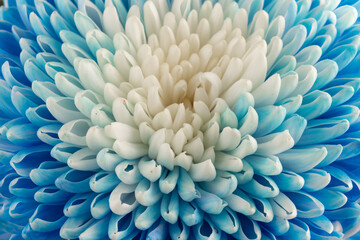 Blue and white chrysanthemum head flower in close up.   Floral pattern, object. Flat lay, top view.