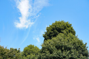 木々と夏空