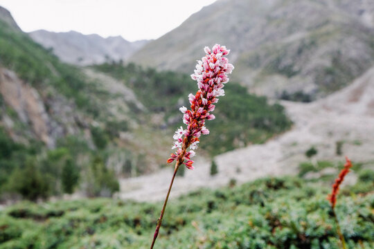 Beautiful Pink Flowers Mountains Landscape Fairy Meadows Nanga Parbat 