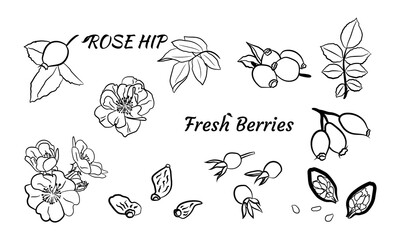Hand drawn wild rose branch, leaf, flower and berry. Collection of dog rose: branch of roseship, dog rose berries, flowers and leaves. Cosmetic and medical plant. Botanical illustration with line art.