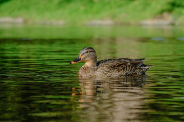 Fototapeta premium Close-up of duck in a river