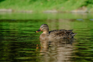Close-up of duck in a river