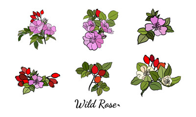 Hand drawn wild rose branch, leaf, flower and berry. Collection of dog rose: branch of roseship, dog rose berries, flowers and leaves. Cosmetic and medical plant. Botanical illustration with line art.