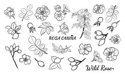 Hand drawn wild rose branch, leaf, flower and berry. Collection of dog rose: branch of roseship, dog rose berries, flowers and leaves. Cosmetic and medical plant. Botanical illustration with line art.
