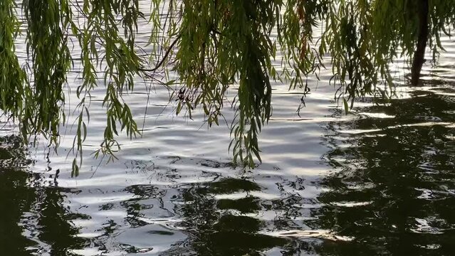 Trauerweide &uuml;ber Wasserwellen