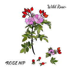 Hand drawn wild rose branch, leaf, flower and berry. Collection of dog rose: branch of roseship, dog rose berries, flowers and leaves. Cosmetic and medical plant. Botanical illustration with line art.