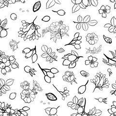 Seamless pattern with wild rose branch, leaf, flower and berry. Collection of dog rose: branch of roseship, dog rose berries, flowers and leaves. Cosmetic and medical plant. 