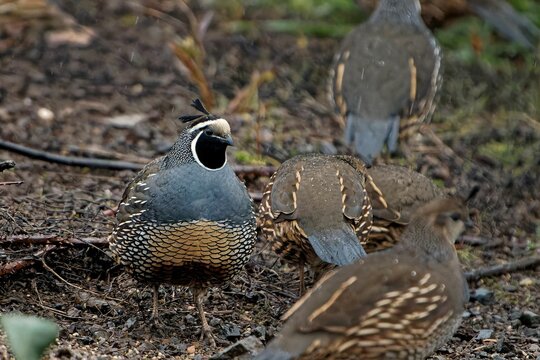 Group of cute California quails (Callipepla californica) on the ground on the blurred background