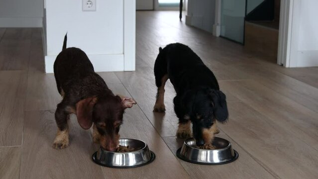 Two dachshunds come running to eat at home.