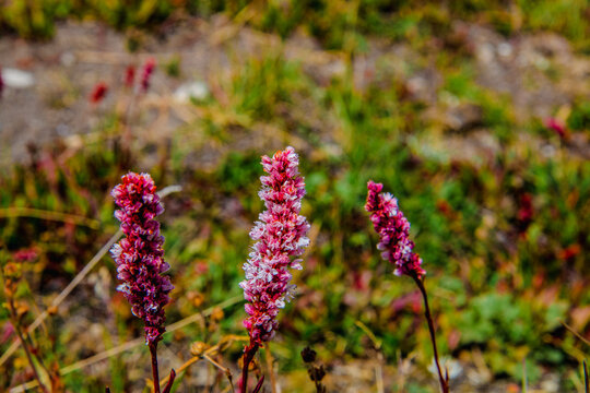 Beautiful Pink Flowers Mountains Landscape Fairy Meadows Nanga Parbat 
