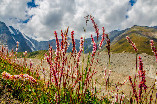 Beautiful Pink Flowers Mountains Landscape Fairy Meadows Nanga Parbat 
