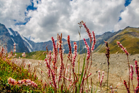 Beautiful Pink Flowers Mountains Landscape Fairy Meadows Nanga Parbat 
