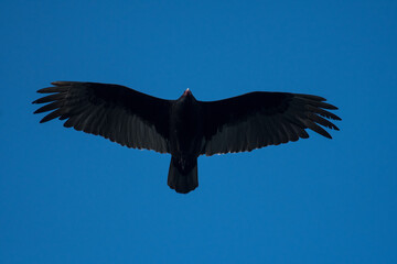 Turkey Vulture close up with blue sky background