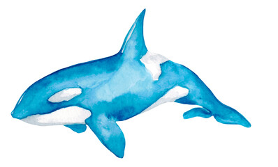 Watercolor Whales Sea Animals. watercolor killer whale. Ocean Blue Watercolor Hand Drawn Illustration Isolated 
