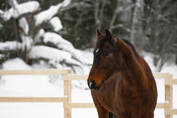 Horse at a horse paddock during winter season. Outside.