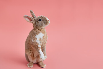 Decorative dwarf rabbit standing on a pink background. Greeting card for easter or children's...