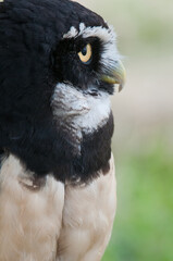 close up of an Spectacled owl