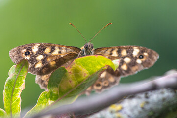 Pararge aegeria, Speckled wood, Tircis