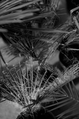 Palm leaves background. flower plant