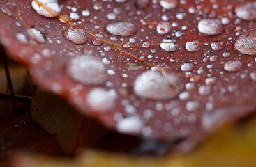 raindrops on the red leaves in autumn season, red background