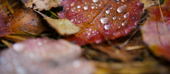 raindrops on the red leaves in autumn season, red background