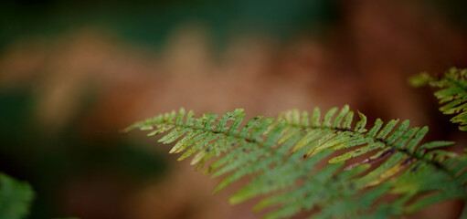 Coloured fern leaf in the forest. Plants in the autumn.